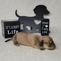 Vupira shaded cream AKC, a female Miniature Dachshund for sale in Laurel, IN – Photo 1 of 5