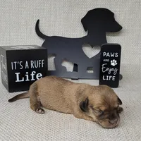 Vupira shaded cream AKC, a female Miniature Dachshund for sale in Laurel, IN – Photo 5 of 5