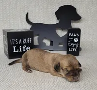 Vupira shaded cream AKC, a female Miniature Dachshund for sale in Laurel, IN – Photo 5 of 5