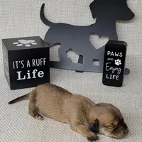 Vupira shaded cream AKC, a female Miniature Dachshund for sale in Laurel, IN – Photo 2 of 5