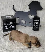 Vupira shaded cream AKC, a female Miniature Dachshund for sale in Laurel, IN – Photo 2 of 5