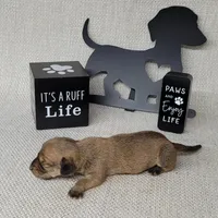 Vupira shaded cream AKC, a female Miniature Dachshund for sale in Laurel, IN – Photo 3 of 5