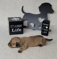 Vupira shaded cream AKC, a female Miniature Dachshund for sale in Laurel, IN – Photo 3 of 5