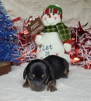 Zarah AKC Reg, a female Miniature Dachshund for sale in Laurel, IN – Photo 4 of 4