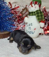 Zarah AKC Reg, a female Miniature Dachshund for sale in Laurel, IN – Photo 3 of 4