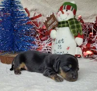 Zarah AKC Reg, a female Miniature Dachshund for sale in Laurel, IN – Photo 1 of 4