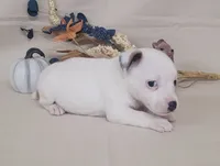 CKC Nova JRT Purebred *Delivery*, a female Jack Russell Terrier for sale in Laurel, IN – 5 of 6