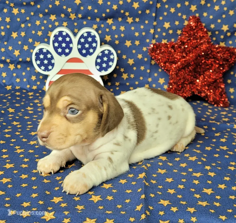 Chloe AKC purebred *Delivery* – Miniature Dachshund puppy for sale in Laurel, IN