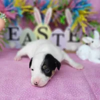 "Mystic" CKC Reg purebred JRT, a female Jack Russell Terrier for sale in Laurel, IN – Photo 3 of 5