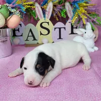 "Mystic" CKC Reg purebred JRT, a female Jack Russell Terrier for sale in Laurel, IN – Photo 4 of 5