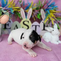 "Mystic" CKC Reg purebred JRT, a female Jack Russell Terrier for sale in Laurel, IN – Photo 2 of 5