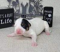 "Mystic" CKC Reg purebred JRT, a female Jack Russell Terrier for sale in Laurel, IN – Photo 2 of 6