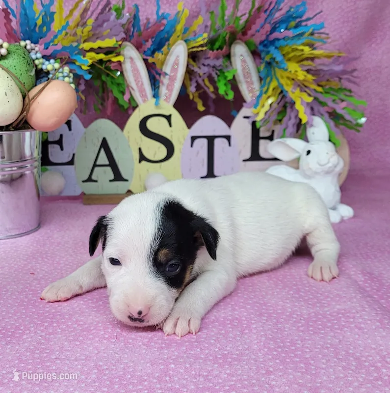 "Mystic" CKC Reg purebred JRT