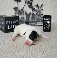 "Mystic" CKC Reg purebred JRT, a female Jack Russell Terrier for sale in Laurel, IN – Photo 5 of 6