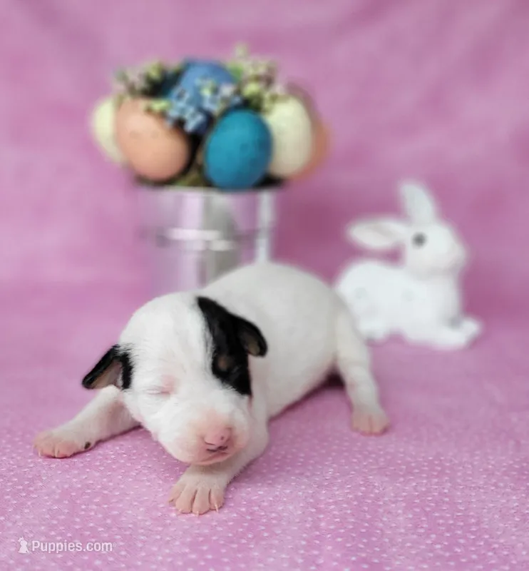 "Mystic" CKC Reg purebred JRT