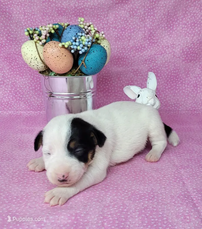 "Mystic" CKC Reg purebred JRT