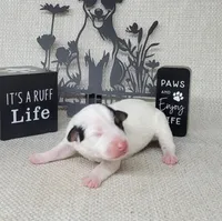 "Mystic" CKC Reg purebred JRT, a female Jack Russell Terrier for sale in Laurel, IN – Photo 6 of 6