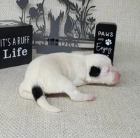 "Mystic" CKC Reg purebred JRT, a female Jack Russell Terrier for sale in Laurel, IN – Photo 4 of 6