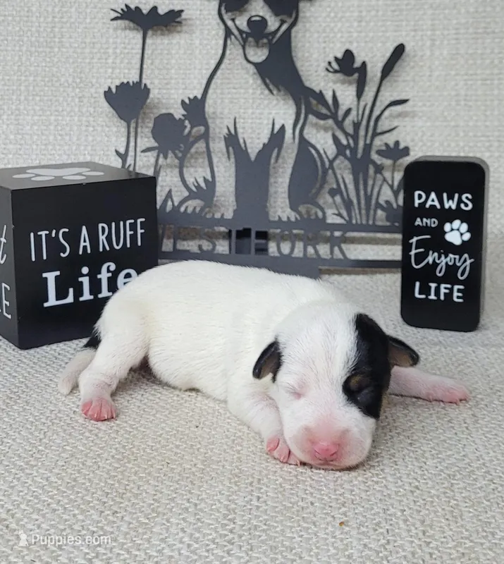 "Mystic" CKC Reg purebred JRT