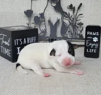 "Mystic" CKC Reg purebred JRT, a female Jack Russell Terrier for sale in Laurel, IN – Photo 3 of 6