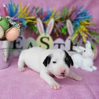 "Mystic" CKC Reg purebred JRT, a female Jack Russell Terrier for sale in Laurel, IN – Photo 5 of 5