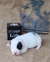 Prince CKC Registered  purebred , a male Jack Russell Terrier for sale in Laurel, IN – 4 of 7