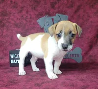 Rebel *Delivery available*, a male Jack Russell Terrier for sale in Laurel, IN – 5 of 6