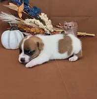 CKC Noxx Delivery Available , a male Jack Russell Terrier for sale in Laurel, IN – 4 of 5