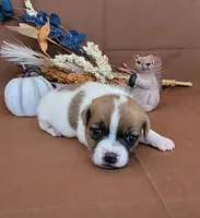 CKC Noxx Delivery Available , a male Jack Russell Terrier for sale in Laurel, IN – 5 of 5