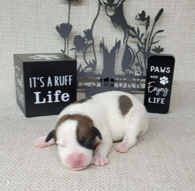 LEROY CKC Registered