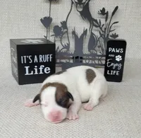 LEROY CKC Registered, a male Jack Russell Terrier for sale in Laurel, IN – Photo 1 of 6