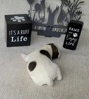 LEROY CKC Registered, a male Jack Russell Terrier for sale in Laurel, IN – Photo 2 of 6