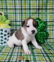 LEROY CKC Registered, a male Jack Russell Terrier for sale in Laurel, IN – Photo 2 of 7