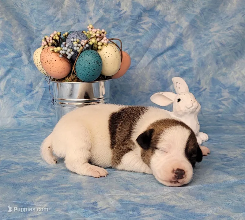 LEROY CKC Registered