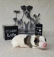 LEROY CKC Registered, a male Jack Russell Terrier for sale in Laurel, IN – Photo 3 of 6