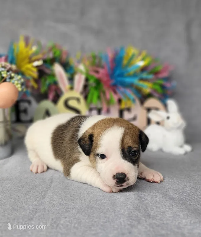 LEROY CKC Registered