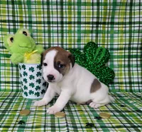 LEROY CKC Registered, a male Jack Russell Terrier for sale in Laurel, IN – Photo 5 of 7