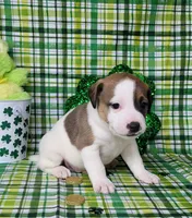 LEROY CKC Registered, a male Jack Russell Terrier for sale in Laurel, IN – Photo 4 of 7