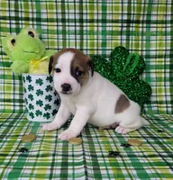 LEROY CKC Registered, a male Jack Russell Terrier for sale in Laurel, IN – Photo 7 of 7