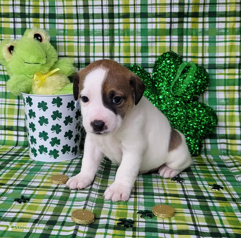 LEROY CKC Registered – Jack Russell Terrier puppy for sale in Laurel, IN