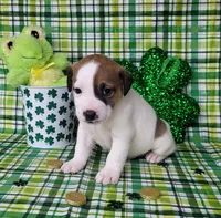 LEROY CKC Registered, a male Jack Russell Terrier for sale in Laurel, IN – Photo 1 of 7
