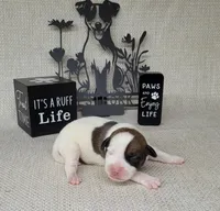 LEROY CKC Registered, a male Jack Russell Terrier for sale in Laurel, IN – Photo 5 of 6