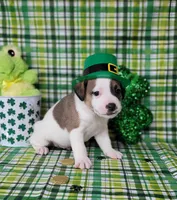 LEROY CKC Registered, a male Jack Russell Terrier for sale in Laurel, IN – Photo 3 of 7