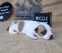 Jax purebred *Delivery available*, a male Jack Russell Terrier for sale in Laurel, IN – 6 of 6