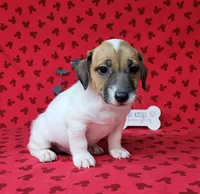 CKC "Pogo" delivery available , a male Jack Russell Terrier for sale in Laurel, IN – 7 of 7