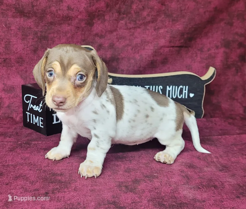 Chloe AKC purebred *Delivery* – Miniature Dachshund puppy for sale in Laurel, IN