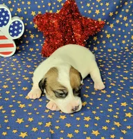 CKC Pax *Delivery available*, a male Jack Russell Terrier for sale in Laurel, IN – 7 of 7