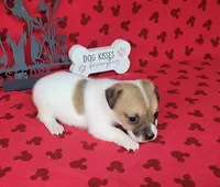 CKC Tina Delivery Available , a female Jack Russell Terrier for sale in Laurel, IN – 1 of 5