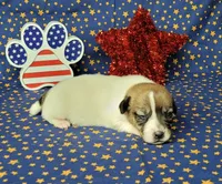Pringle female *delivery available*, a female Jack Russell Terrier for sale in Laurel, IN – 5 of 7