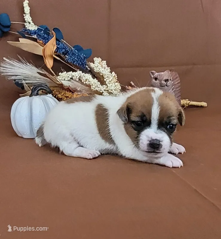CKC Noxx Delivery Available  – Jack Russell Terrier puppy for sale in Laurel, IN